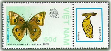 West Indian Buckeye (Junonia evarete)