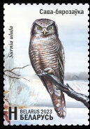 Eurasian Pygmy Owl