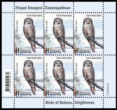 Eurasian Pygmy Owl