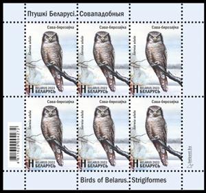 Full Pane, Eurasian Pygmy Owl, Belarus,  , Animals (Fauna), Birds, Plants (Flora)