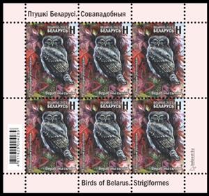 Full Pane, Eurasian Pygmy Owl, Belarus,  , Animals (Fauna), Birds, Plants (Flora)