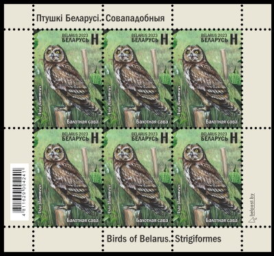 Short-eared Owl
