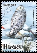 Snowy Owl