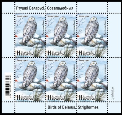 Snowy Owl