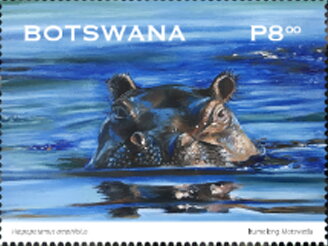 Hippopotamus (Hippopotamus amphibius)
