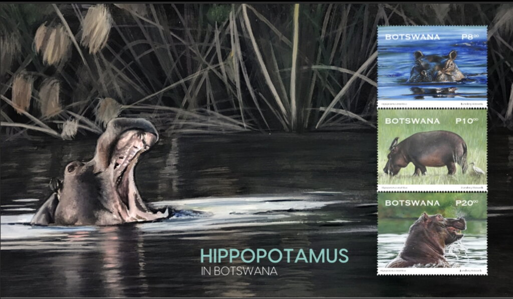 Hippopotamus (Hippopotamus amphibius)