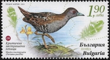 Stamp, Baillon's Crake (Porzana pusilla), Bulgaria,  , Birds