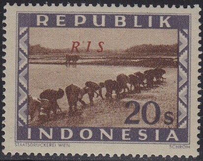 Rice farmers
