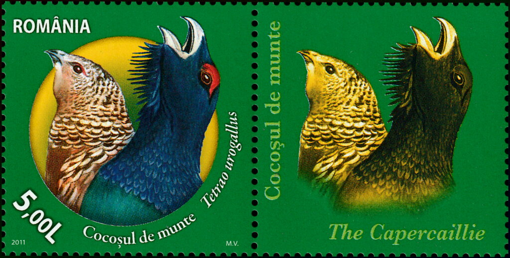 Western Capercaillie (Tetrao urogallus)
