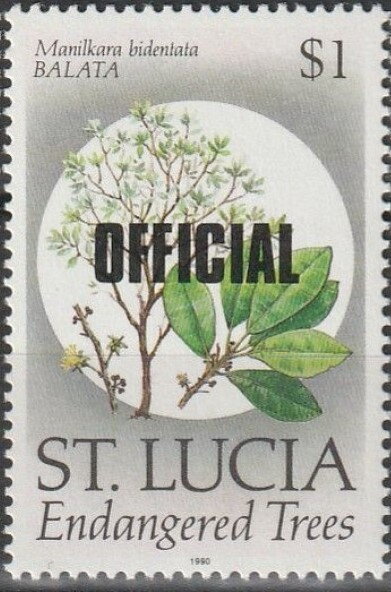 Balata (Manilkara bidentata)