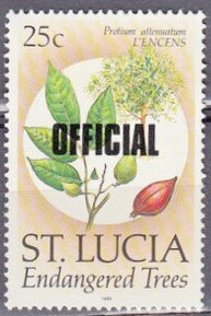 L’encens (Protium attenuatum)