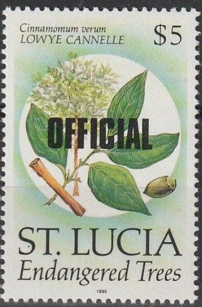 Lowye Cannelle (Cinnamomum verum)