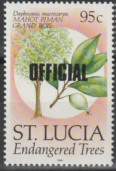 Mahot piman grand bois (Daphnopsis macrocarpa)