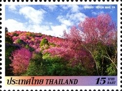 Khun Mae Ya