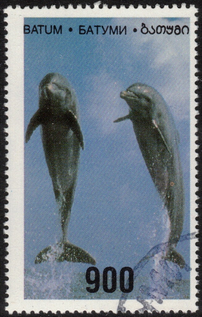 Dolphins