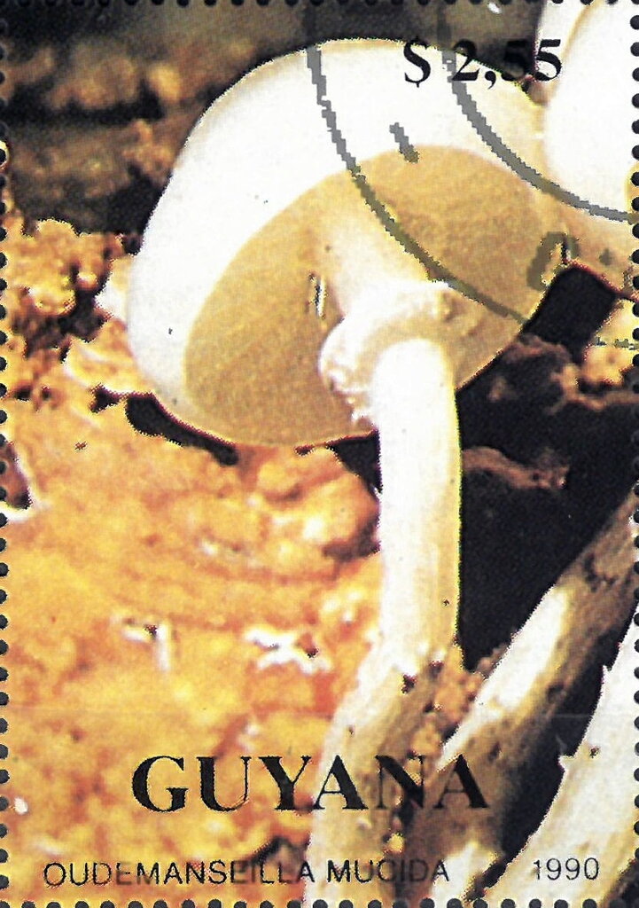 Oudemanseilla mucida