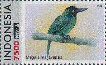 Black-banded barbet (Psilopogon javensis)