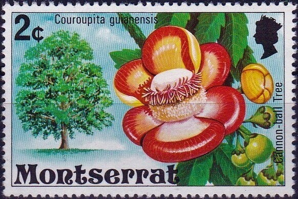 Cannonball tree (Couroupita guianensis)
