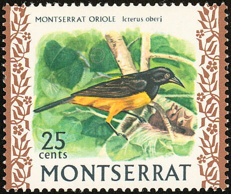 Montserrat Oriole (Icterus oberi)