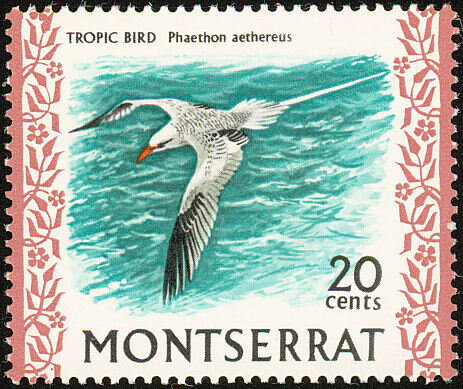 Red-billed Tropicbird (Phaethon aethereus)