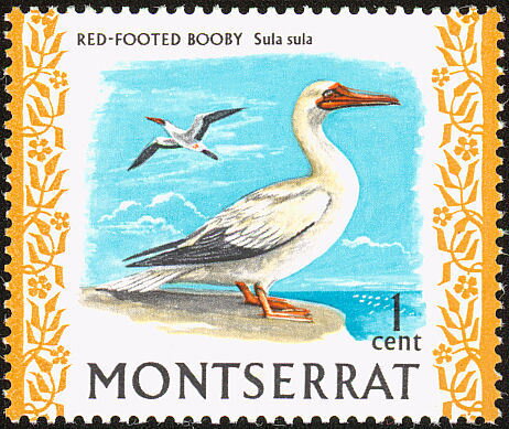 Red-footed Booby (Sula sula)