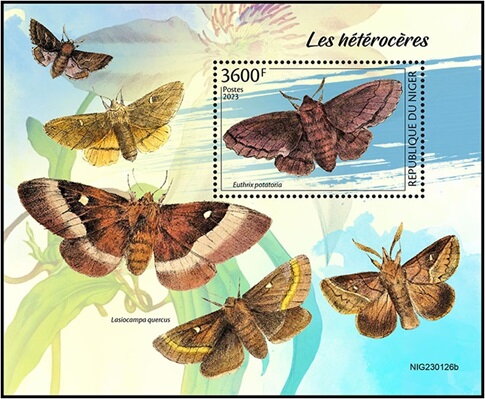 Euthrix potatoria