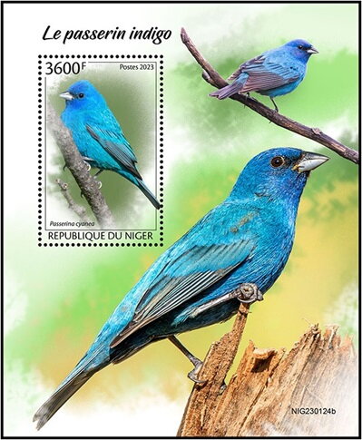 Indigo Bunting (Passerina cyanea)
