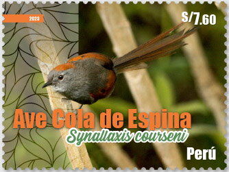 Apurimac Spinetail (Synallaxis courseni)