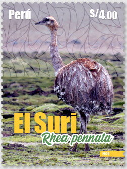 Darwin's Rhea (Rhea pennata)