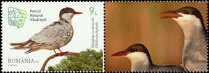 Stamp with Attached Label, Whiskered Tern (Chlidonias hybrida), Romania,  , Animals (Fauna), Birds, Parks