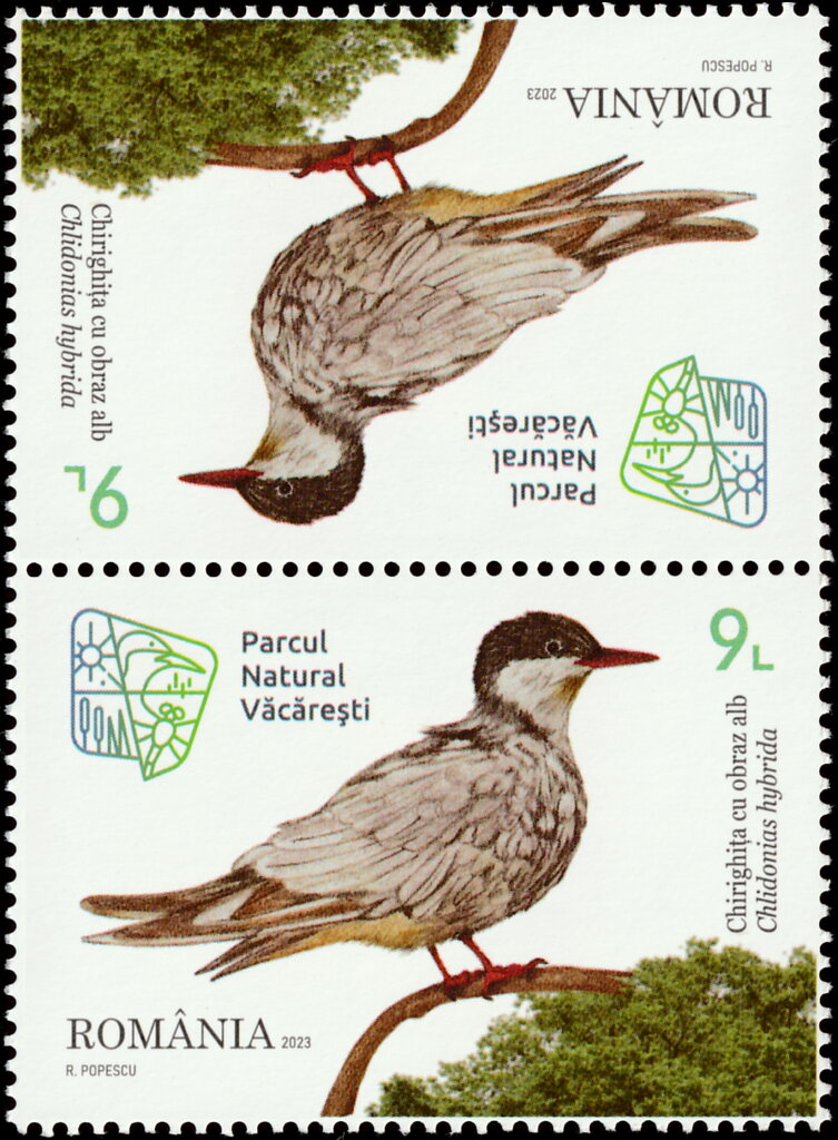 Whiskered Tern (Chlidonias hybrida)