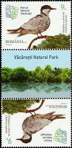 Tete-Beche, Whiskered Tern (Chlidonias hybrida), Romania,  , Animals (Fauna), Birds, Parks