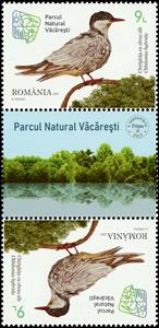 Tete-Beche, Whiskered Tern (Chlidonias hybrida), Romania,  , Animals (Fauna), Birds, Parks