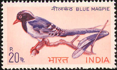 Red-billed Blue Magpie (Urocissa erythrorhyncha)