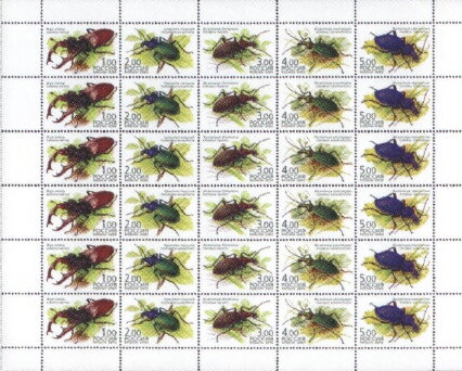 Fauna - Beetles