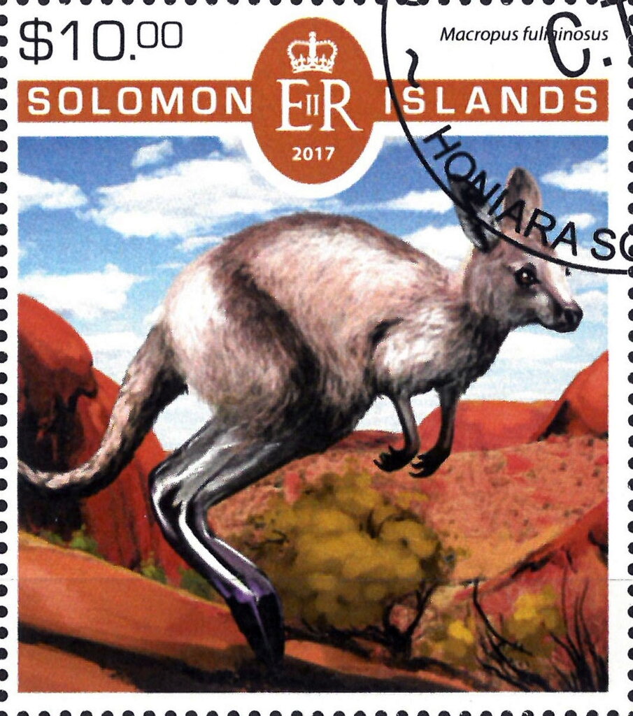 Various Kangaroos