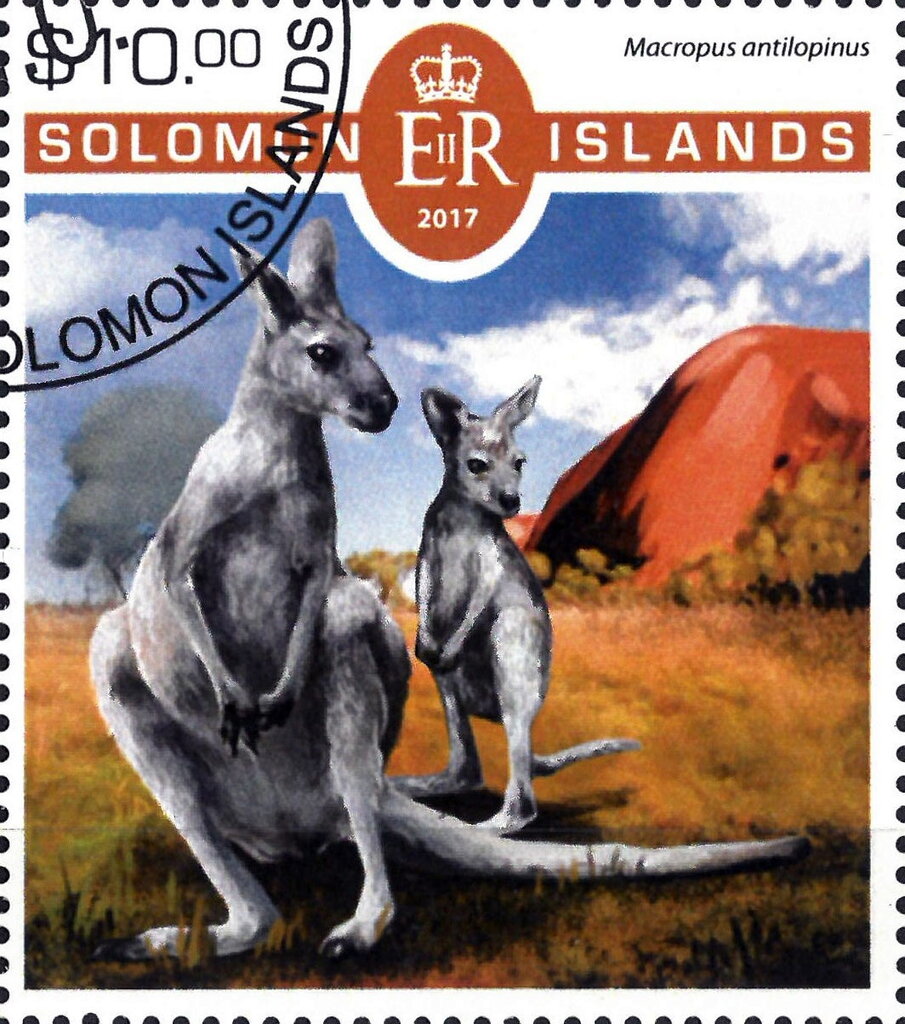 Various Kangaroos