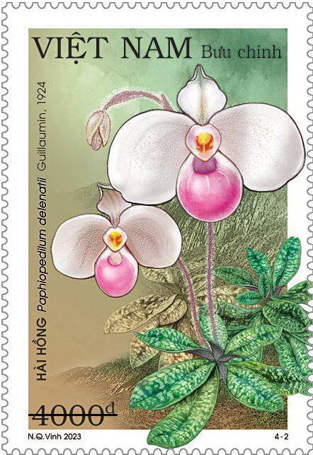 Paphiopedilum delenatii