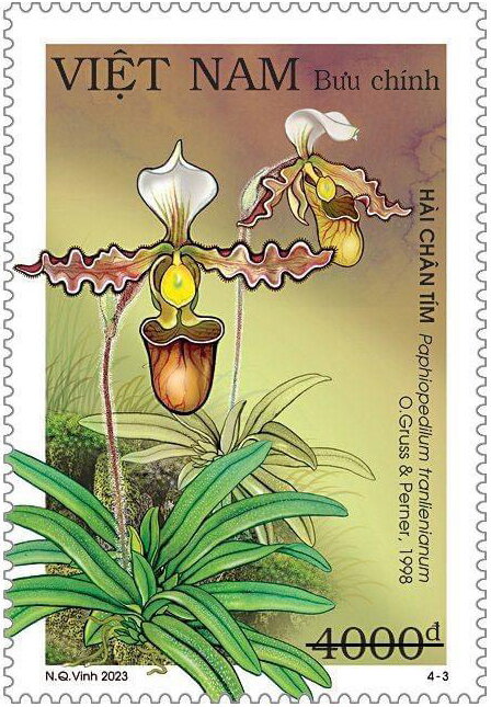 Paphiopedilum tranlienianum