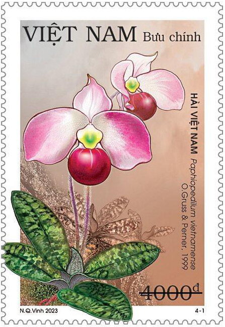 Paphiopedilum vietnamense