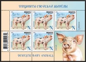 Full Pane, Piglet, Belarus,  , Animals (Fauna), Infant Animals, Mammals, Pigs