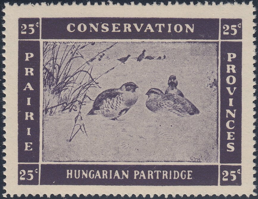 Hungarian partridge (Perdix perdix)