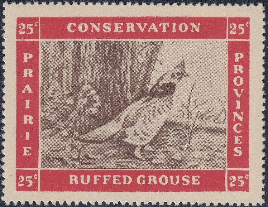 Ruffed grouse (Bonasa umbellus)