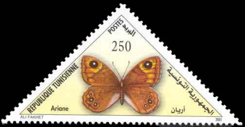 Brown (Butterfly) (Pseudonympha sp.)
