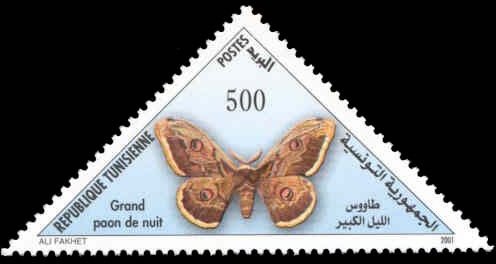 Large Emperor Moth (Saturnia pyri)