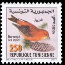 Red Crossbill (Loxia curvirostra)