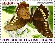 Gold rim swallowtail (Battus polydamas)