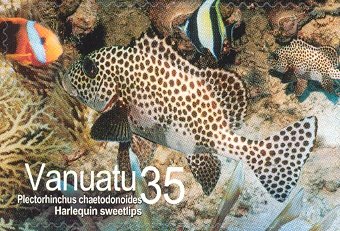 Harlequin Sweetlips (Plectorhinchus chaetodontoides)