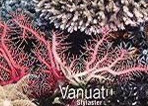 Coral (Stylaster sp.)