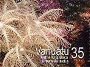 Giant Anthelia (Anthelia glauca)